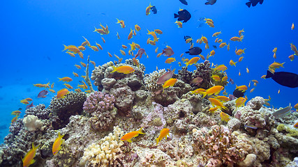 Image showing Tropical Fish on Vibrant Coral Reef