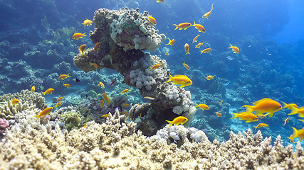 Image showing Tropical Fish on Vibrant Coral Reef