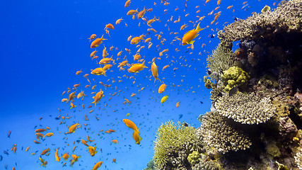 Image showing Tropical Fish on Vibrant Coral Reef