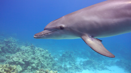 Image showing Dolphins Swims Near Divers