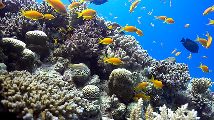 Image showing Tropical Fish on Vibrant Coral Reef