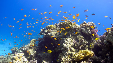 Image showing Tropical Fish on Vibrant Coral Reef