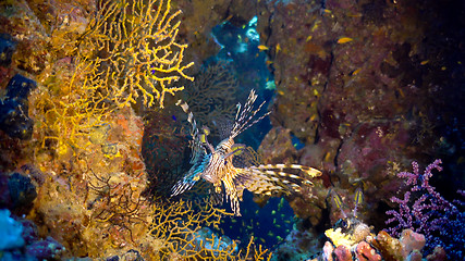 Image showing African Lionfish on Coral Reef