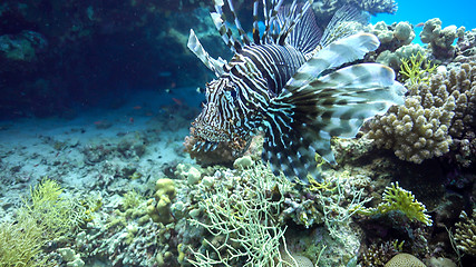 Image showing African Lionfish on Coral Reef