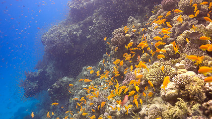 Image showing Tropical Fish on Vibrant Coral Reef