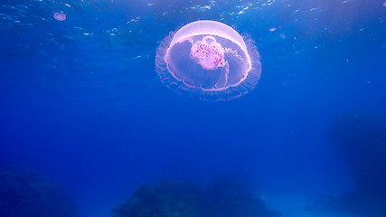 Image showing Beautiful Jellyfish Floating Among Coral Reef