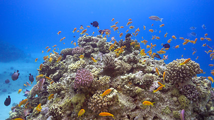 Image showing Tropical Fish on Vibrant Coral Reef