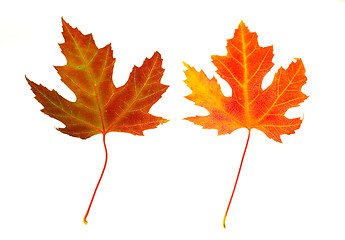 Image showing  Maple Leaves on White