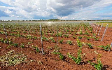 Image showing Viticulture with grape saplings