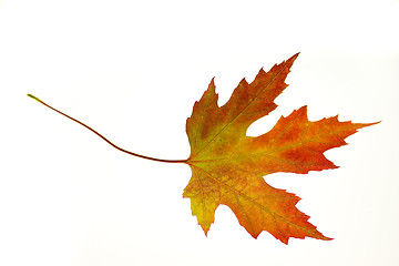 Image showing Orange Maple Leaf on White