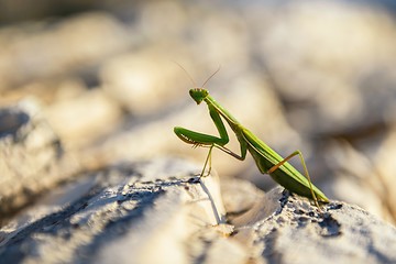 Image showing Praying Mantis on rocks