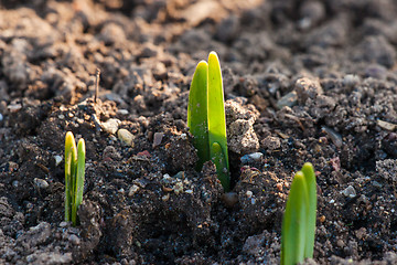 Image showing Green crocus sprouts in the spring