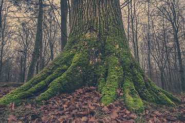 Image showing Tree trunk with moss in the forest