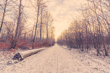 Image showing Forest road covered with snow