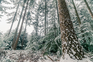 Image showing Snow on pine trees in a forest