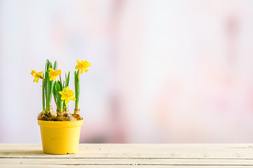 Image showing Daffodils in a yellow flowerpot on a violet background