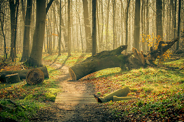 Image showing Springtime in the forest