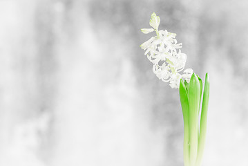 Image showing Hyacinth flower in a bathroom window