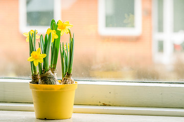 Image showing Yellow flowerpot with daffodils