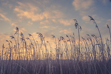 Image showing Grass silhouettes in the morning sunrise