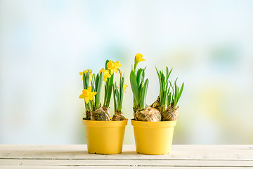 Image showing Two flowerpots with daffodils