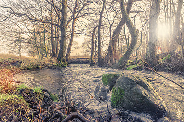 Image showing Forest river in the morning