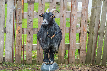 Image showing Black goat on a bowl