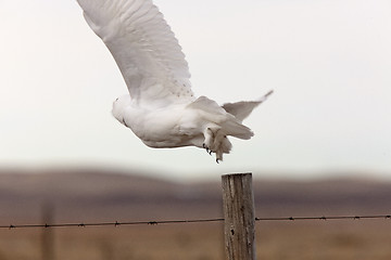 Image showing Snowy Owl in Flight 