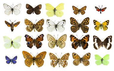 Image showing collage butterfly