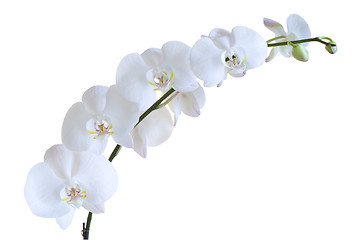 Image showing White orchid

