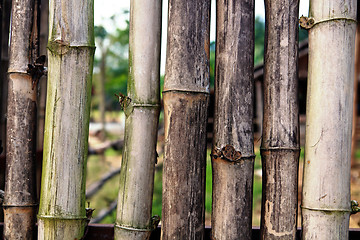 Image showing old bamboo sticks