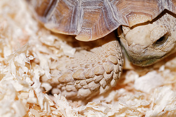 Image showing African Spurred Tortoise