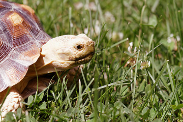 Image showing African Spurred Tortoise