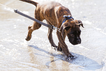 Image showing Boxer dog