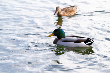 Image showing Mallard