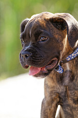 Image showing Boxer dog