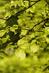 Image showing Green leaf