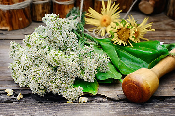 Image showing Bush medicinal plant