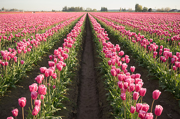 Image showing Pink Tulips Bend Towards Sunlight Floral Agriculture Flowers