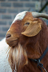 Image showing goat