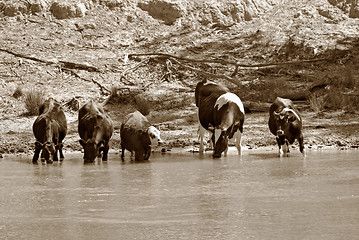 Image showing cows at the river