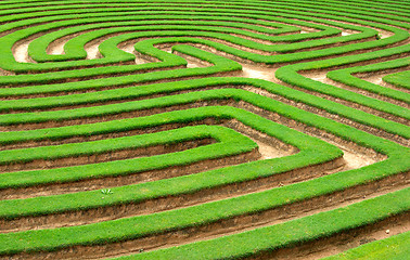 Image showing grass maze