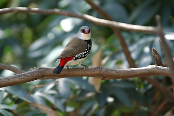 Image showing diamond firetail