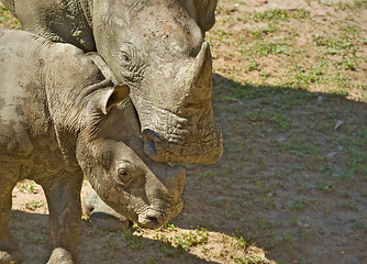 Image showing mother and baby rhino