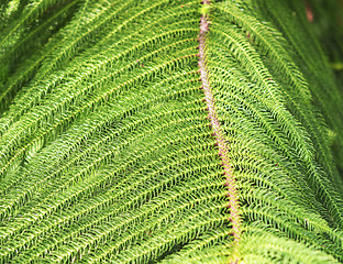 Image showing close up of norfolk pine