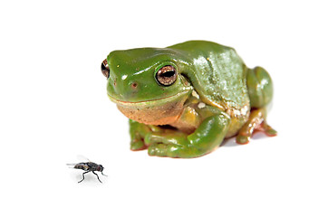 Image showing green tree frog and a fly