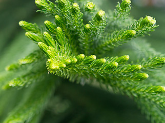 Image showing close up of norfolk pine