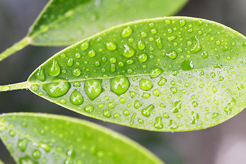 Image showing raindrops on leaf