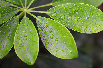 Image showing raindrops on leaves