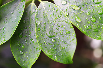 Image showing raindrops on leaves